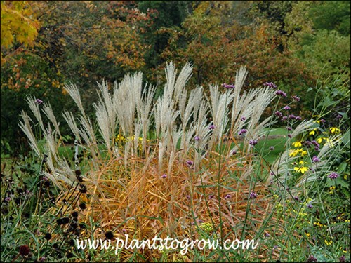 Nice color in the fall.  Large silvery inflorescence and reddish tan leaves.